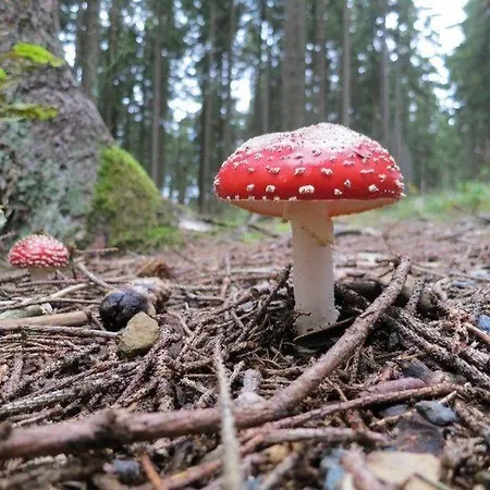 아파트 Ferienwohnung-am-wurmberg-3 브라운라제