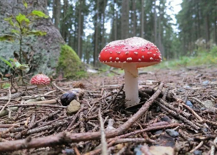 公寓 Ferienwohnung-am-wurmberg-3 布劳恩拉格